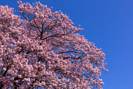 Beautiful Kawazu cherry blossoms in early spring in Japan.