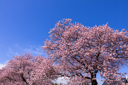 Beautiful Kawazu cherry blossoms in early spring in Japan.