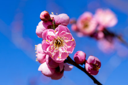 Beautiful Japanese apricot blossoms that bloom in early spring âHanakamiâ.の写真素材