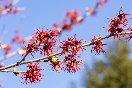 Hamamelis intermedia âDianeâ with red flowers that bloom in early spring.の写真素材