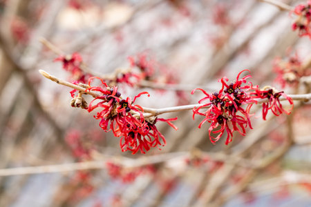 Hamamelis intermedia âDianeâ with red flowers that bloom in early spring.の写真素材