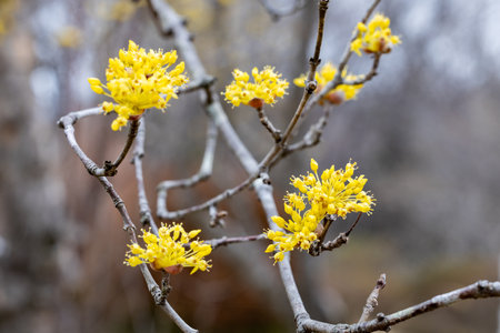Yellow shan zhu yu flowers that bloom in early spring.