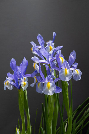 German iris flowers blooming beautifully in the garden.