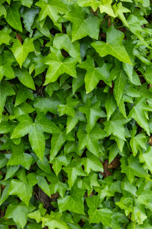 Fresh green ivy leaves in spring.