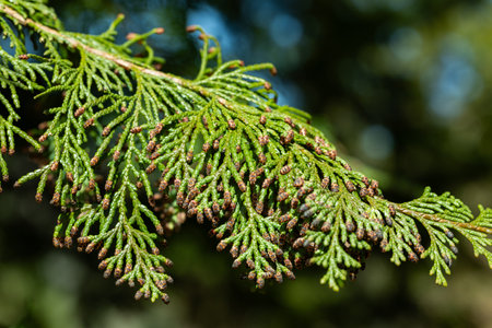 Beautiful japanese cypress leaf in the forest.の写真素材