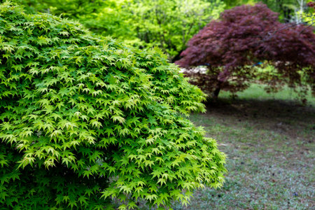 Fresh green of maple leaves in spring.の写真素材