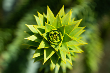 The shape of the tip of a monkey puzzle tree branch with many thorns.の写真素材