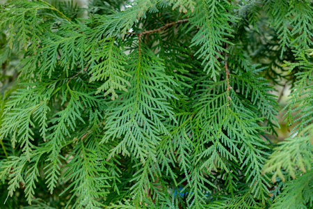 Young leaves of the forest Oriental arborvitae.