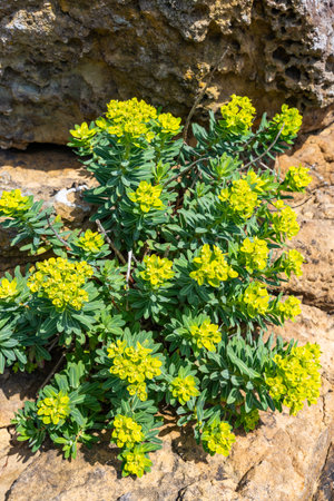 Phedimus aizoon flowers that grow wild on the Tsumekizaki coast.の写真素材