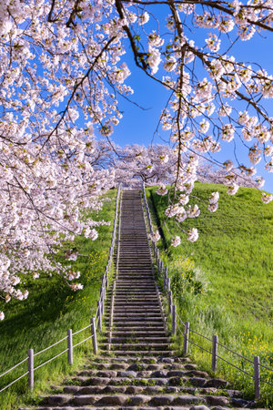 View of cherry blossoms from the front of Sakitama ancient tomb Park.の写真素材