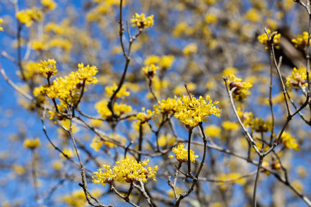 Yellow shan zhu yu flowers blooming against the blue sky in early spring.の写真素材
