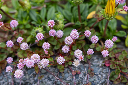 Pink head knotweed, which blooms in abundance in the garden with pale pink flowers.