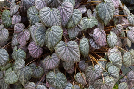 Exotic and beautiful begonia leaves in the garden.