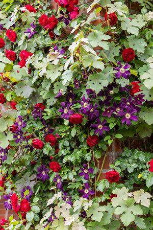 Red roses and purple clematis flowers blooming in early summer.の写真素材