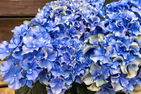 Beautiful artificial blue hydrangea flowers blooming in the garden.