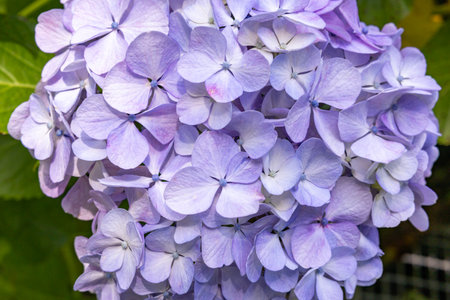 Close-up of Light blue hydrangea flowers blooming in early summer