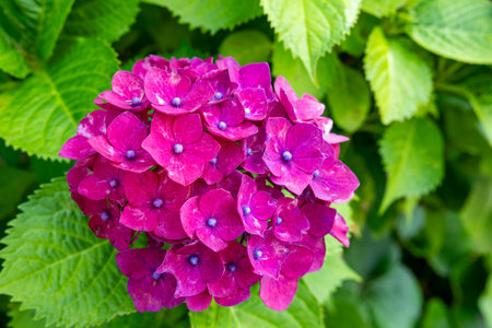 Purple-red hydrangea flowers blooming in early summer