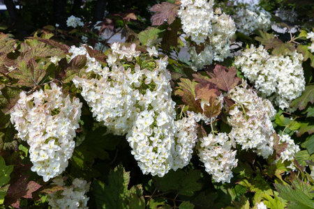 Beautiful hydrangea quercifolia flowers in the garden that bloom in early summer.