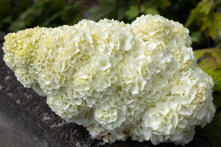 White hydrangea flowers in the garden blooming in early summer.