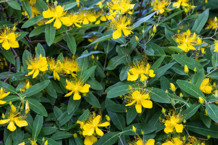 Brightly blooming Hypericum flowers in an early summer garden.の写真素材