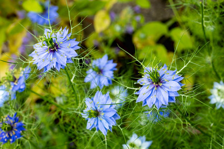 Beautiful nigella flowers blooming in the garden.