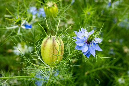 Beautiful nigella flowers and strangely shaped seeds blooming in the garden.の写真素材