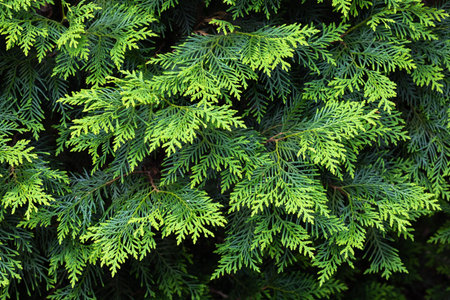 Young leaves of the forest Oriental arborvitae.