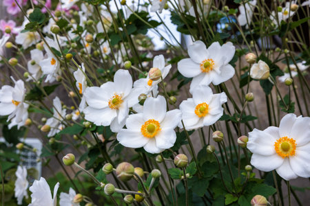 Beautiful white anemone hupehensis flowers blooming in the garden.の写真素材