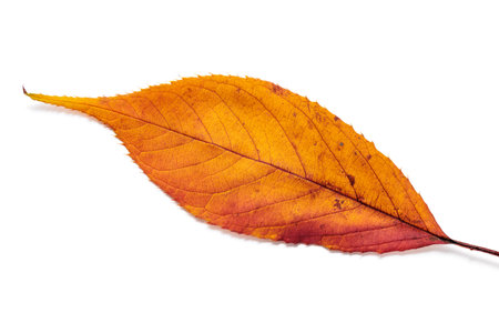 Beautiful autumnal cherry blossoms leaves.の写真素材