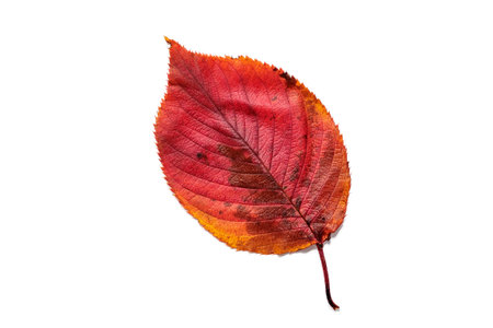 Beautiful autumnal cherry blossoms leaves.の写真素材