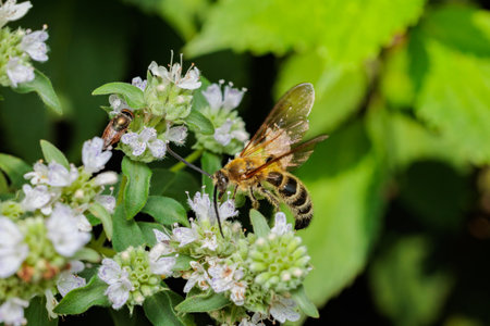 Close-up of a bee sucking honey from leonurus macranthus flower.