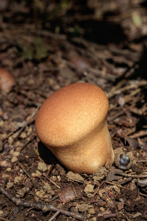 Young mushroom of brain puffball.の写真素材
