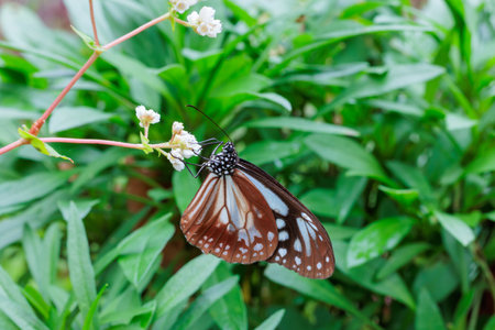 Chestnut tiger butterfly sucking nectar from a eupatorium fortunei blooming in an autumn garden.の写真素材