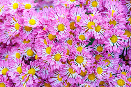 Pink chrysanthemum flower with spoon-shaped petals.の写真素材