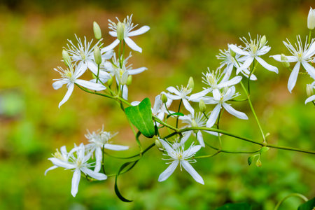 The pretty flowers of the clematis terniflora blooming in the fields and mountains in summer.の写真素材