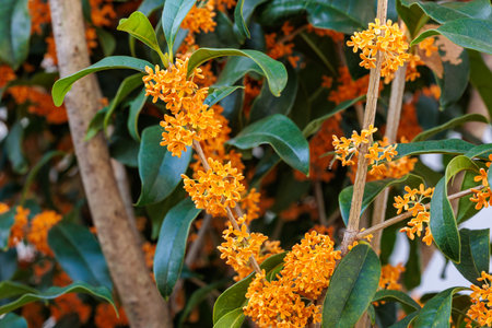 Fragrant olive flowers blooming in abundance in an autumn garden.の写真素材