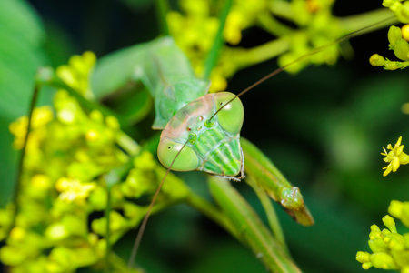 Close-up of a praying mantis's face with a large scythe.
