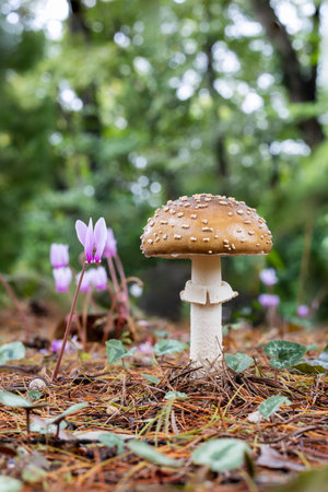 Amanita sychnopyramis and cyclamen flowers growing wild in an autumn forest.