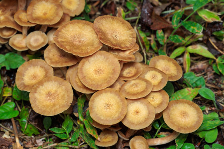 Desarmillaria tabescens growing wild in a broadleaf forest in autumn.の写真素材