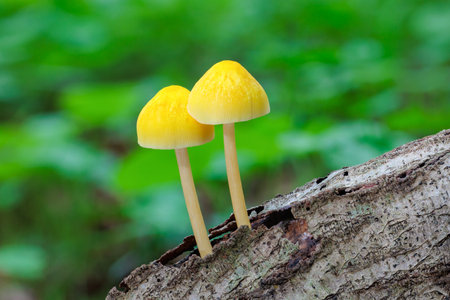 Pluteus leoninus mushrooms growing on the branches of autumn broadleaf trees.の写真素材
