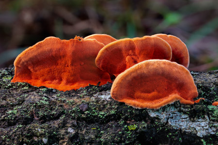 Bright orange Pycnoporus coccineus mushrooms emerge in autumn.の写真素材