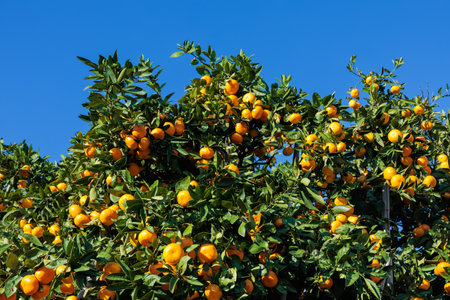 Delicious mandarin oranges in a mandarin orchard against the blue sky.