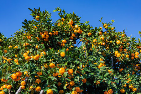 Delicious mandarin oranges in a mandarin orchard against the blue sky.の写真素材