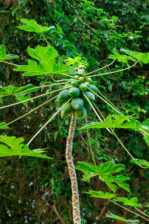 Delicious papaya fruit grown in a greenhouse.