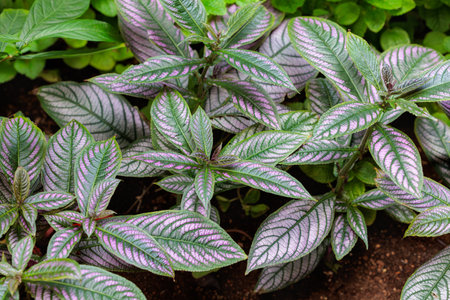 Beautiful leaves of persian shield growing in a greenhouse.の写真素材