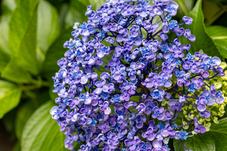 Beautiful popcorn hydrangea flowers blooming in the garden in early summer.