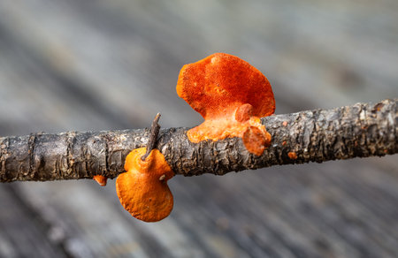 Bright orange Pycnoporus coccineus mushrooms emerge in autumn.の写真素材