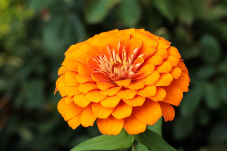 Beautiful zinnia flowers blooming in the autumn garden.の写真素材