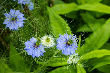 Beautiful blue nigella flowers blooming in the garden.の写真素材