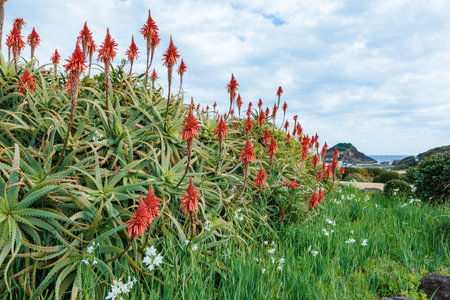 Aloe flower at Izu Tsumekizaki beach in Japan.の写真素材